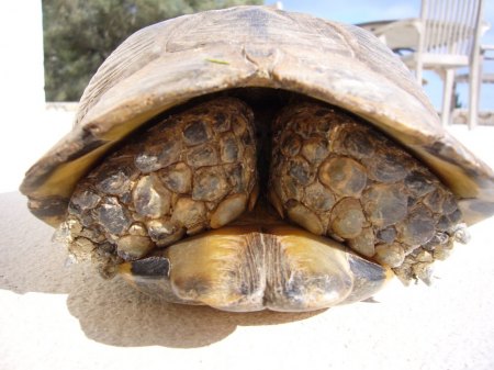 Trockenschlaf bei griechischer Landschildkröte?