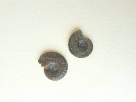 2 Ammonite