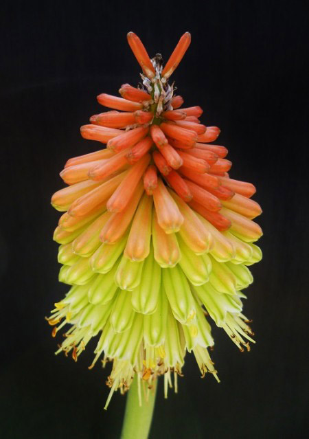 Gruß aus dem Garten - Fackellilie, auch Raketenblume genannt.JPG