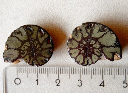 Ammonit-Pärchen aus Goldschmiede zu verkaufen