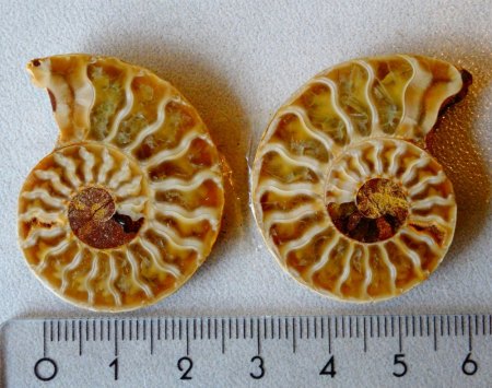 Ammonit-Pärchen aus Goldschmiede zu verkaufen