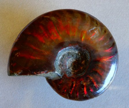 Riesiger Ammonit - rot/grün aus Goldschmiede zu verkaufen