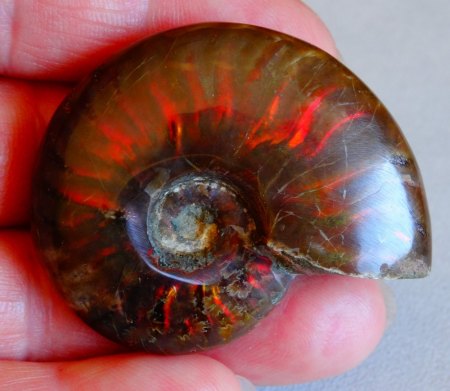 Riesiger Ammonit - rot/grün aus Goldschmiede zu verkaufen