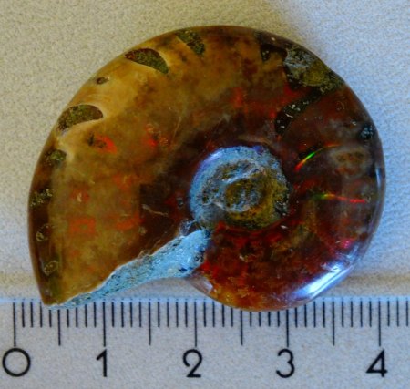 Ammonit - Rot - aus Goldschmiede zu verkaufen (2)