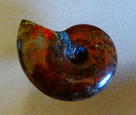 Ammonit - Rot - aus Goldschmiede zu verkaufen (3)