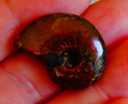 Ammonit - Rot - aus Goldschmiede zu verkaufen (3)
