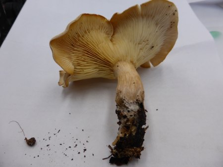 Wer kennt diesen Pilz?