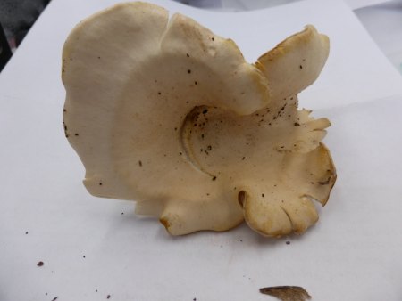 Wer kennt diesen Pilz?